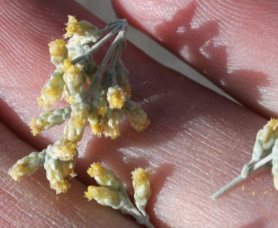 Artemisia tridentata