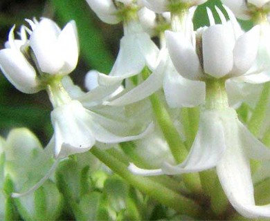 Asclepias texana