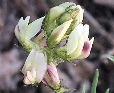 Astragalus aboriginorum