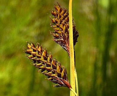 Carex atratiformis