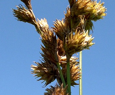 Carex bicknellii