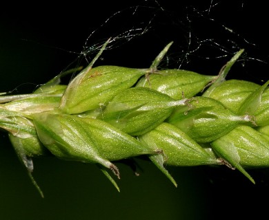 Carex davisii