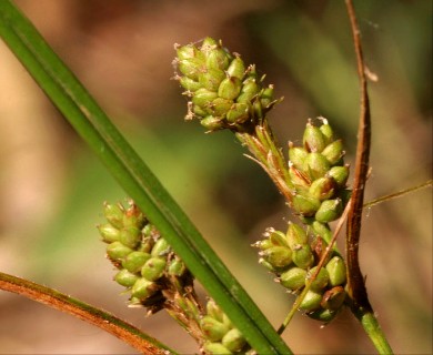 Carex hirsutella