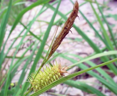 Carex hystericina