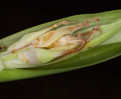 Carex latebracteata