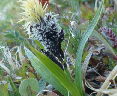 Carex microchaeta