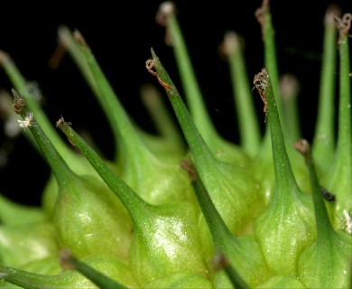 Carex squarrosa