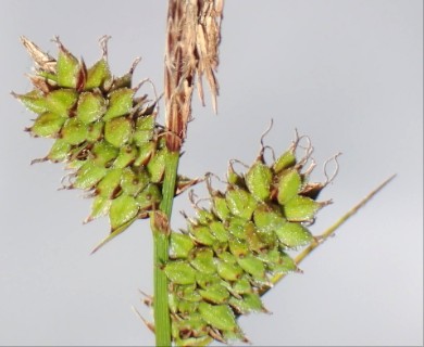 Carex vestita