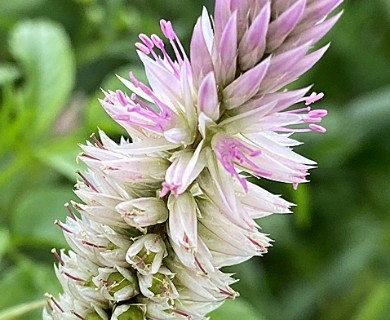 Celosia argentea