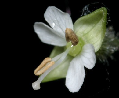Circaea canadensis