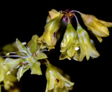 Eriogonum corymbosum