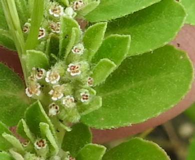 Euphorbia stictospora