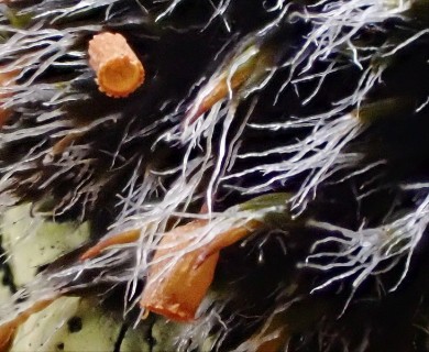 Grimmia alpestris