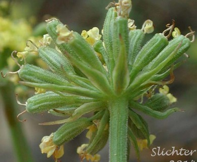 Lomatium brevifolium