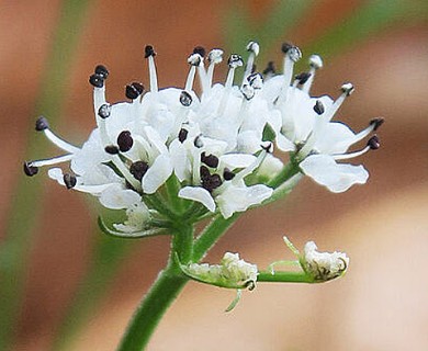 Lomatium gormanii