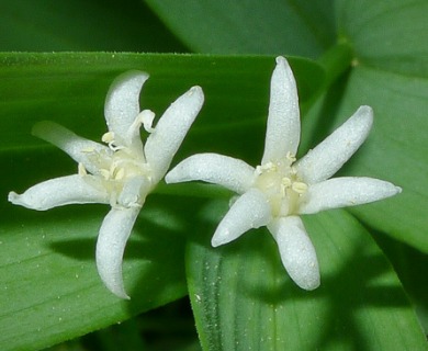 Maianthemum stellatum