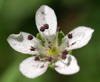 Moehringia lateriflora