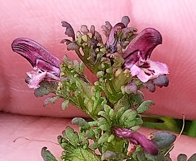 Pedicularis parviflora