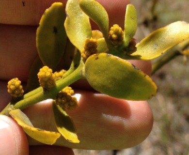 Phoradendron brachystachyum