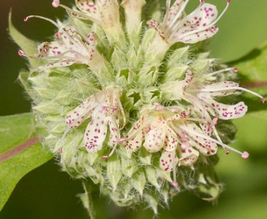 Pycnanthemum montanum
