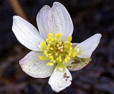 Ranunculus pallasii