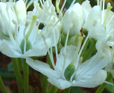 Rhododendron groenlandicum