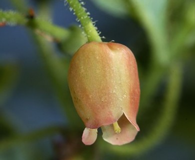 Rhododendron menziesii