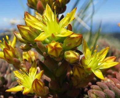 Sedum lanceolatum