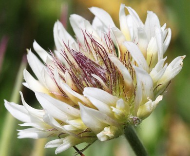 Trifolium longipes