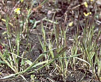 Agrostis microphylla