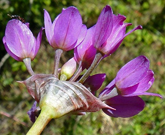 Allium dichlamydeum