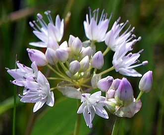 Allium nevii