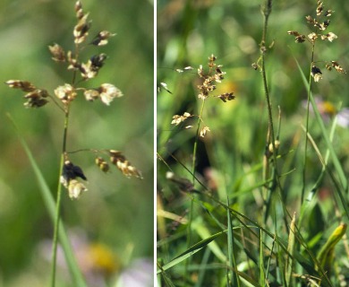 Anthoxanthum hirtum (Sweetgrass): Minnesota Wildflowers