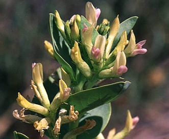 Astragalus asclepiadoides