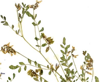 Astragalus bodinii
