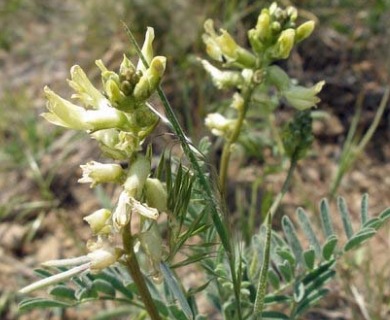 Astragalus californicus