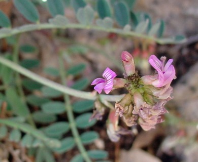 Astragalus cobrensis