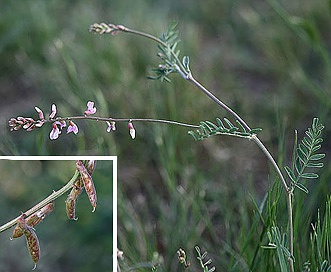 Astragalus flexuosus