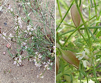 Astragalus mulfordiae