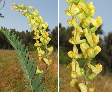 Astragalus oocarpus