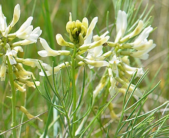 Astragalus pectinatus