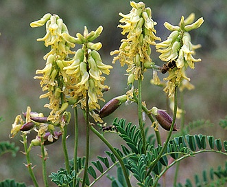 Astragalus praelongus