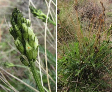 Astragalus riparius