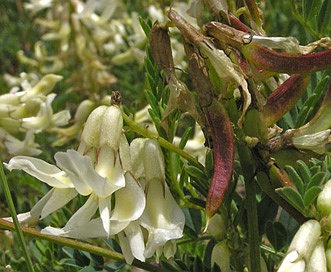 Astragalus scopulorum