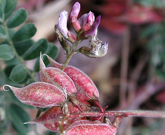 Astragalus subcinereus