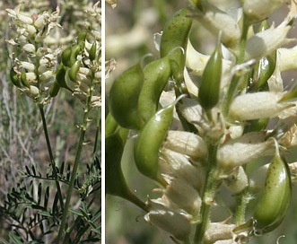 Astragalus tweedyi