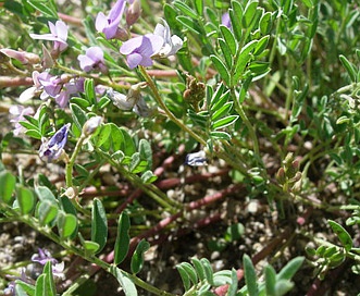 Astragalus vexilliflexus