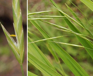 Brome Sitchensis