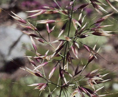 Calamagrostis sesquiflora