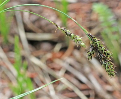 Carex bella